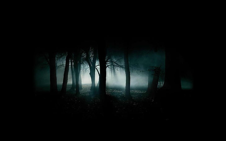 silhouette of trees in the forest, nature, landscape, mist, dark