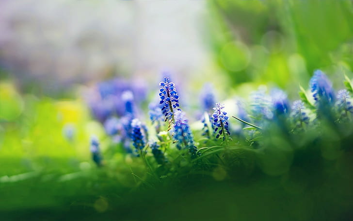 HD wallpaper: nature, flowers, muscari, depth of field, blue flowers,  plants | Wallpaper Flare