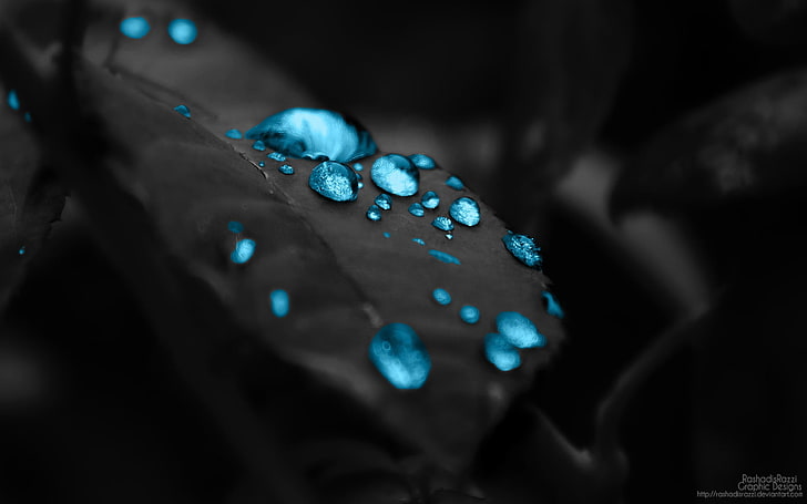 closeup photo of dew, leaves, water, nature, blue, close-up, black background