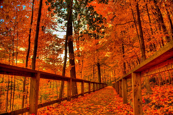 fall  for desktop background, autumn, orange color, change, HD wallpaper