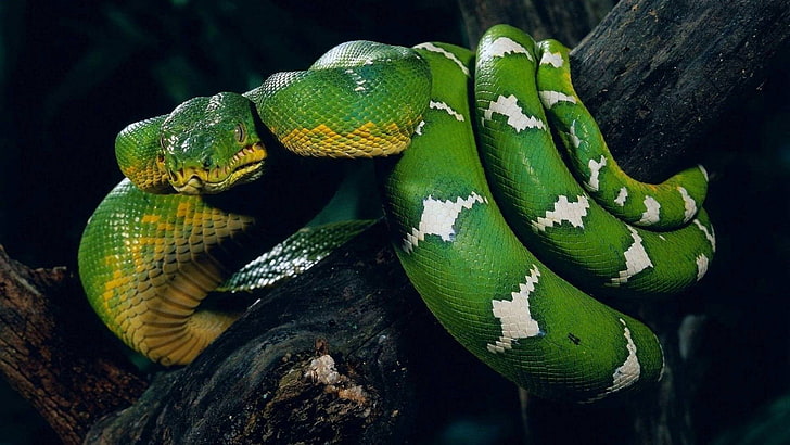 green and yellow floral textile, nature, animals, snake, animal themes, HD wallpaper