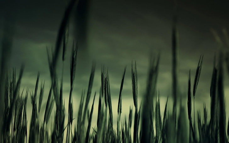close up photo of green grasses, nature, plant, growth, beauty in nature