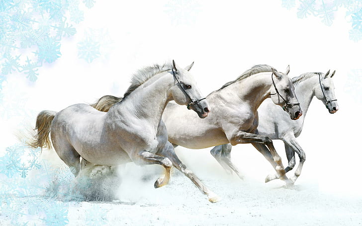 HD wallpaper: White Horses Runing, snow, animal, animals | Wallpaper Flare