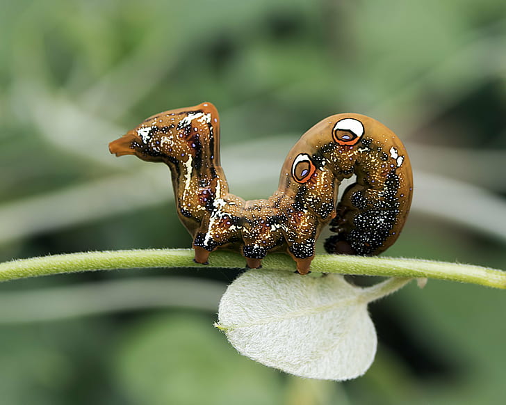 selective focus photography of brown caterpillar, moth, moth