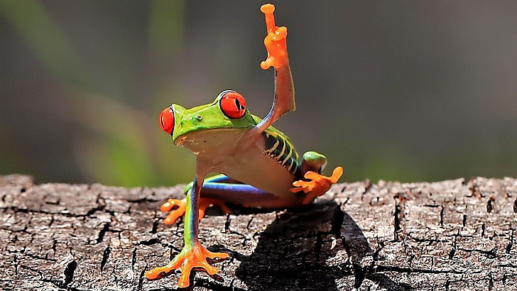 frogs redeyed tree frog amphibians 1920x1080  Animals Frogs HD Art