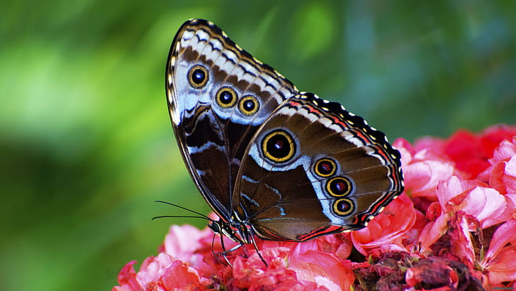 brown and black butterfly on red flower, insect, butterfly - Insect, HD wallpaper