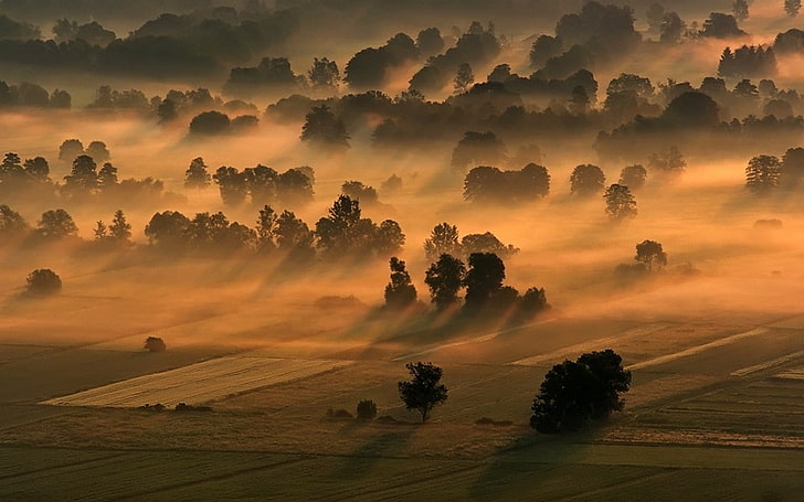 nature, landscape, mist, trees, sunlight, field, environment, HD wallpaper