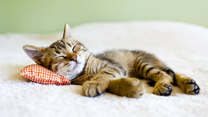 cat, domestic cat, cute, sleeping, whiskers, kitten, short haired cat, HD wallpaper
