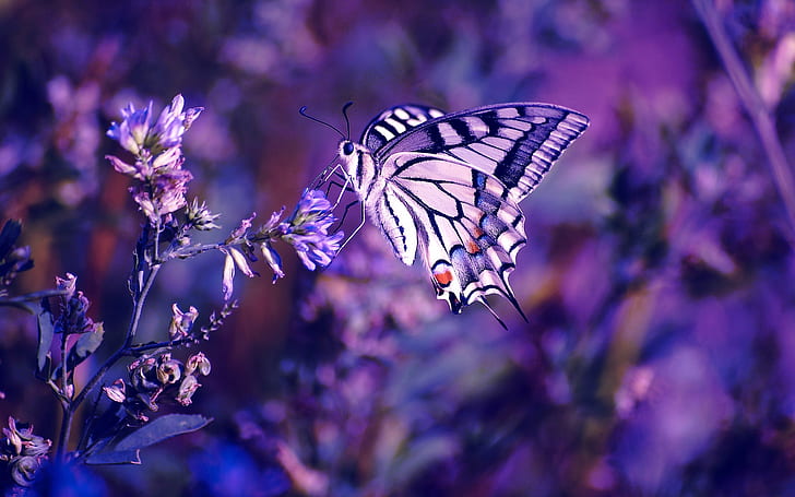 Butterfly, flowers, insect, plant, purple background