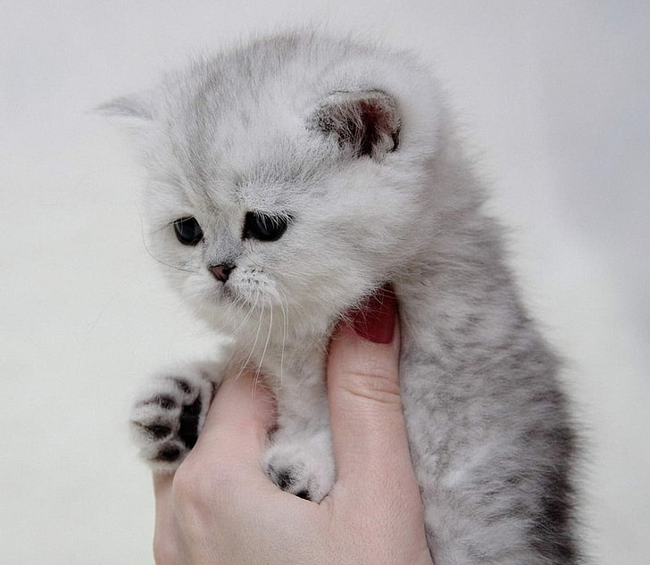white Persian cat, animals, kittens, domestic, pets, domestic cat, HD wallpaper