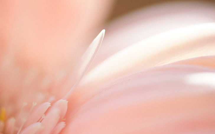 pink Gerbera daisy flower, petals, plant, background, blur, nature, HD wallpaper