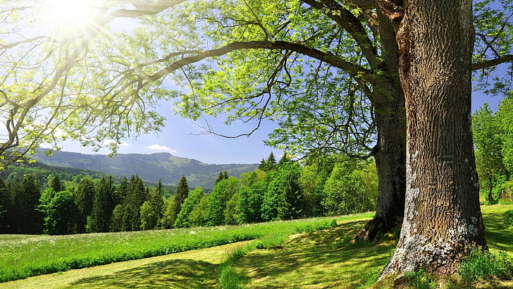 nature, tree, oak, forest, landscape, park, summer, spring, HD wallpaper