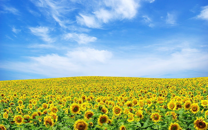 sunflower meadow, landscape, sky, sunflowers, field, cloud - sky, HD wallpaper