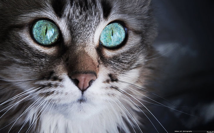 long-fur gray kitten, cat, blue eyes, domestic, pets, mammal