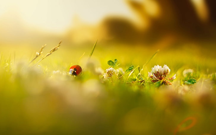 red and black ladybug, greens, summer, grass, macro, flowers
