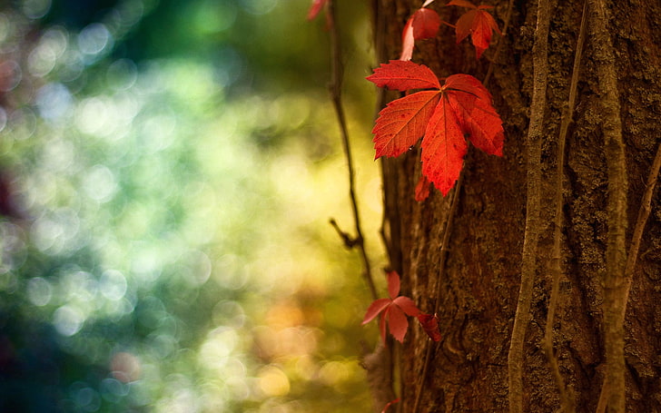 brown leaf, nature, macro, leaves, plant, tree trunk, focus on foreground