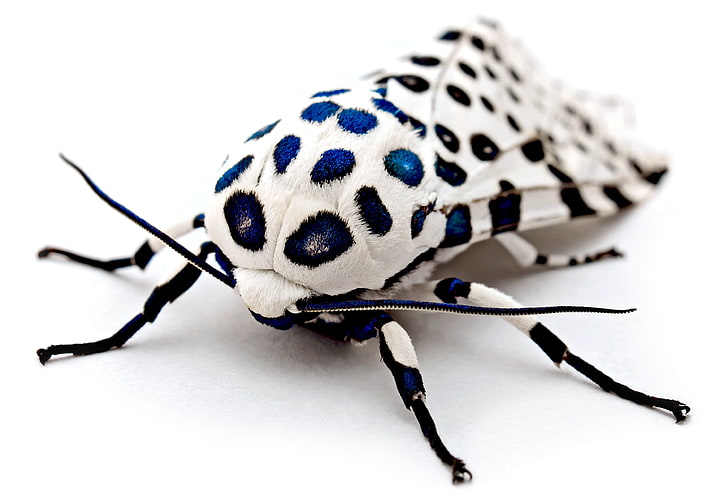 giant leopard moth, insect, macro, blurred, white, animals, nature, HD wallpaper