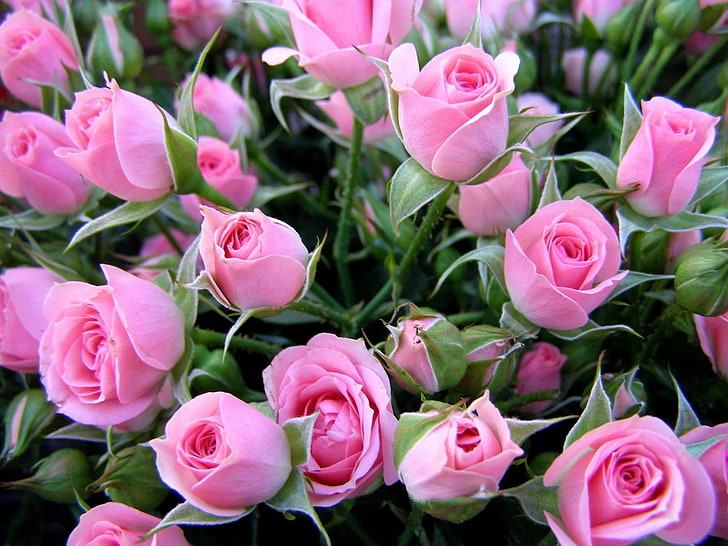 pink rose flower arrangement, roses, flowers, bouquet, delicate, HD wallpaper