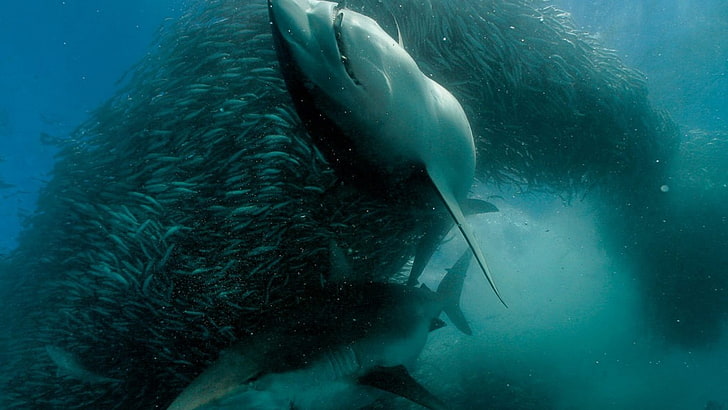 shark, sea, animals, nature, underwater, animal themes, animals in the wild, HD wallpaper
