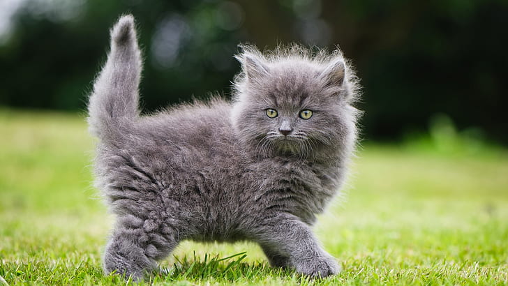 cute, kitten, kitty, cat, mammal, grass, fluffy, whiskers, fluffy cat