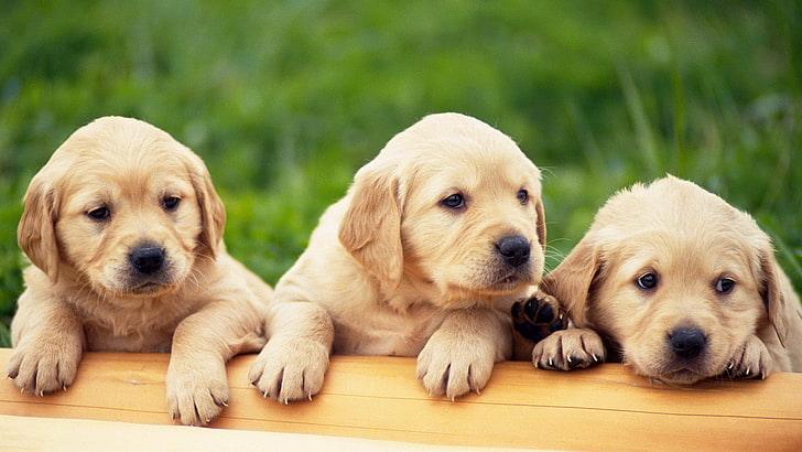 three yellow Labrador retriever puppies, 3 pieces, golden retriver, HD wallpaper