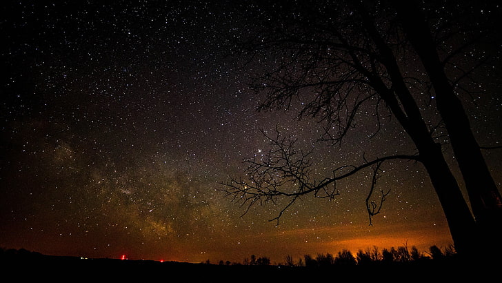 stars, silhouette, trees, night sky, star - space, astronomy, HD wallpaper