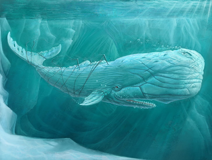gray whale illustration, sea, kit, under water, art, moby dick, HD wallpaper