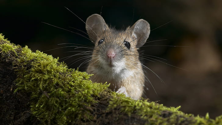Rodent, mouse, moss, white and brown mice