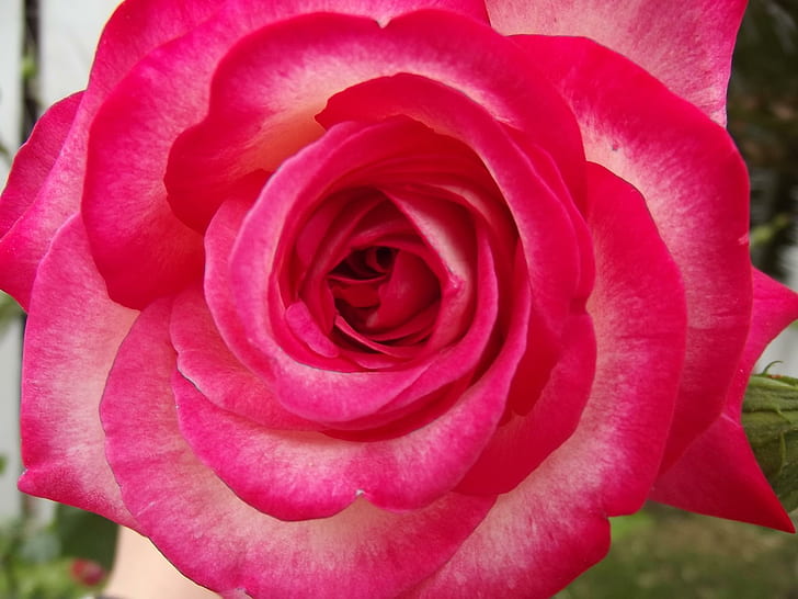 This Rose Is Dedicated To My Wonderful Mother, loving, gentle, HD wallpaper
