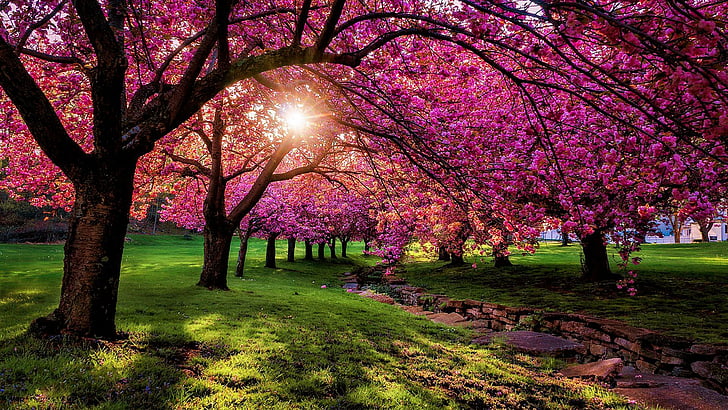 nature, pink, spring, tree, blossom, plant, flower, purple, HD wallpaper