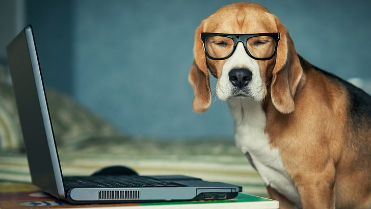 dog with glasses using computer, wireless technology, one animal