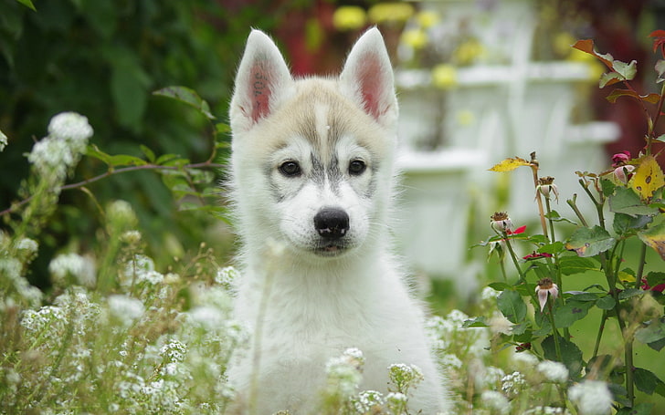 white and brown Siberian husky puppy, dog, grass, flowers, field