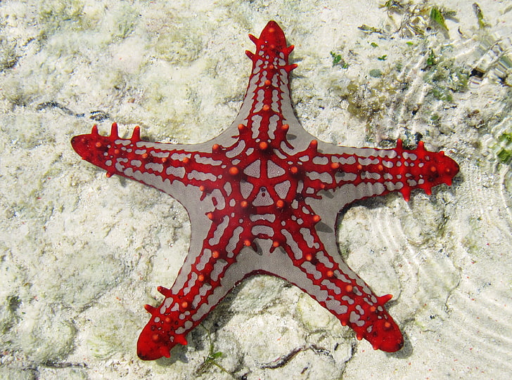 HD wallpaper: sea star 4k amazing, starfish, animal wildlife, animal themes  | Wallpaper Flare