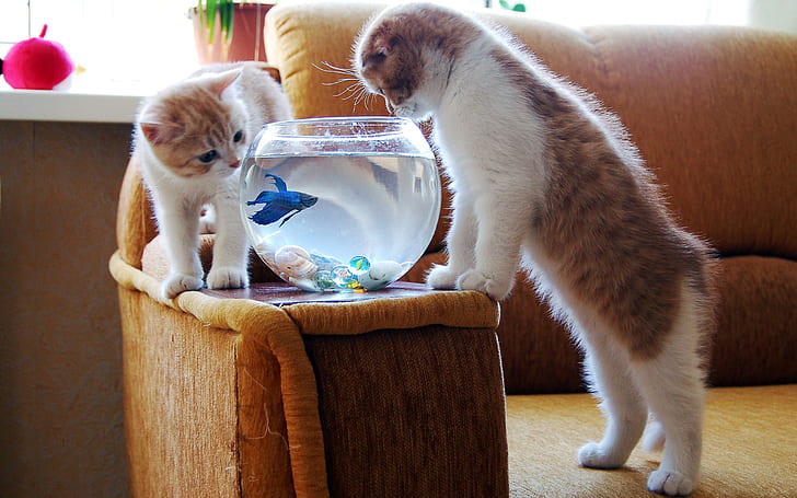 Cat and shop betta fish