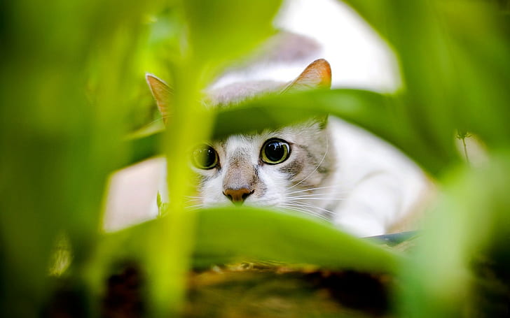 cat, animals, feline, green eyes, plants, HD wallpaper