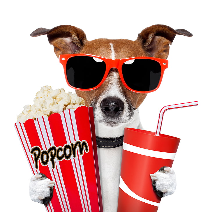 brown and white dog, glasses, drink, popcorn, animal themes, mammal
