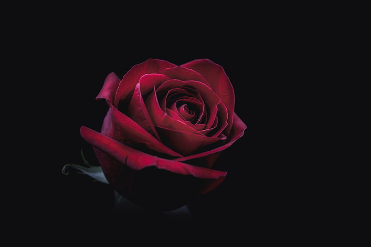 HD wallpaper: red rose, bud, dark, close-up, rose - flower, flowering plant  | Wallpaper Flare