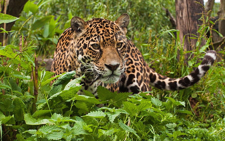 Jaguar World Of Wild Animals Hd Wallpaper For Pc,tablet And Mobile Download 2560×1600, HD wallpaper