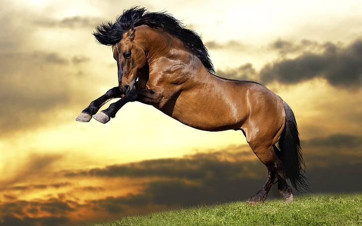 Strong horse, Jumping horse, HD wallpaper