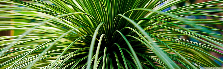 green leafed plant, nature, leaves, green color, growth, palm tree, HD wallpaper