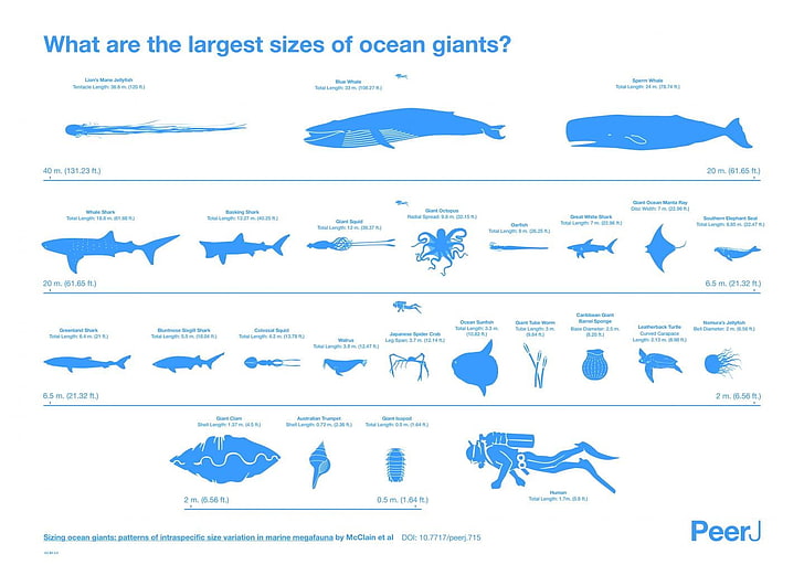 Ocean giants chart, animals, fish, whale, divers, sea, scale