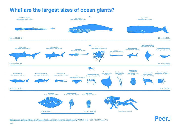 shark, jellyfish, squids, walruses, divers, scale, whale, text