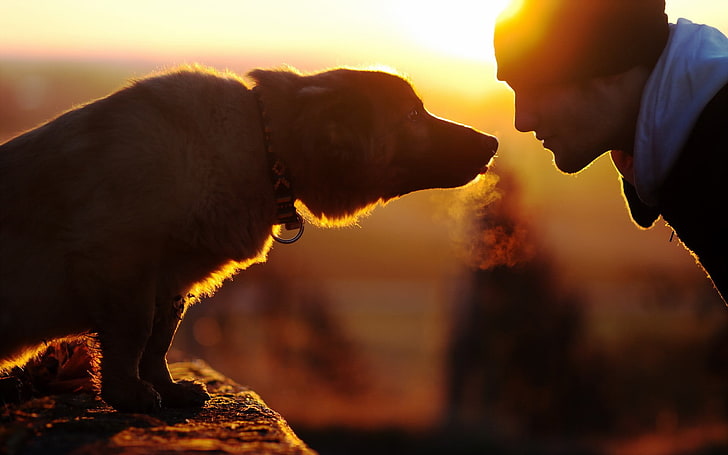 brown dog, men, sunset, emotion, pets, domestic, mammal, canine, HD wallpaper
