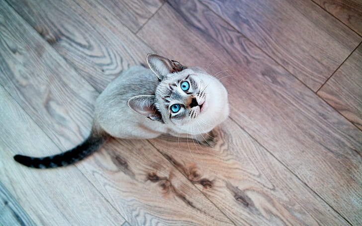 animals, cat, blue eyes, looking up, wooden surface, Siamois Seal Tabby
