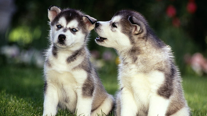 two short-coated white-and-black puppies, husky, couple, grass