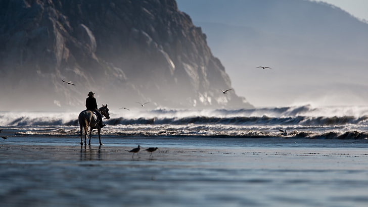 horse, sea, waves, beach, birds, water, animal wildlife, vertebrate, HD wallpaper