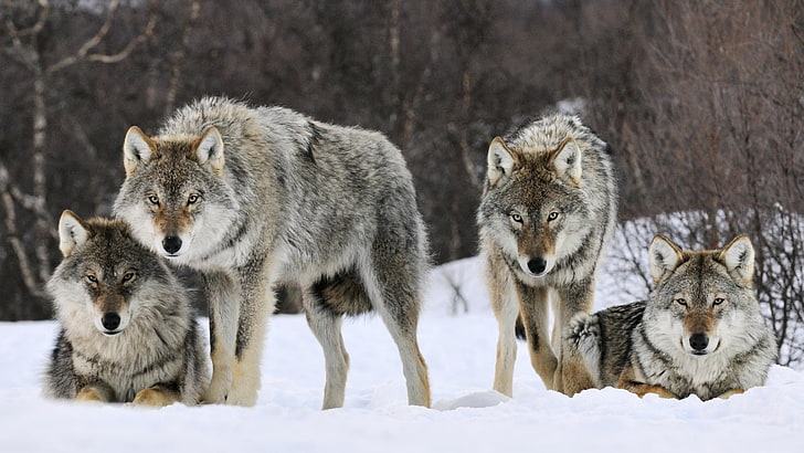 four gray wolfs, animals, snow, animal wildlife, animal themes, HD wallpaper