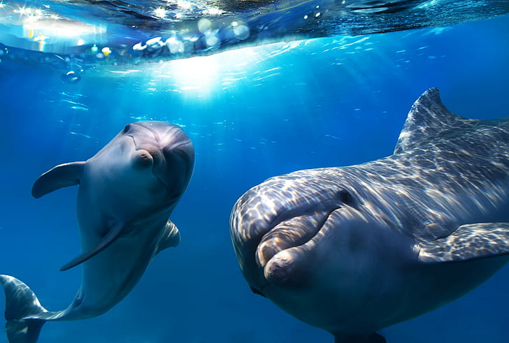 underwater, Best Diving Sites, Dolphin, HD wallpaper