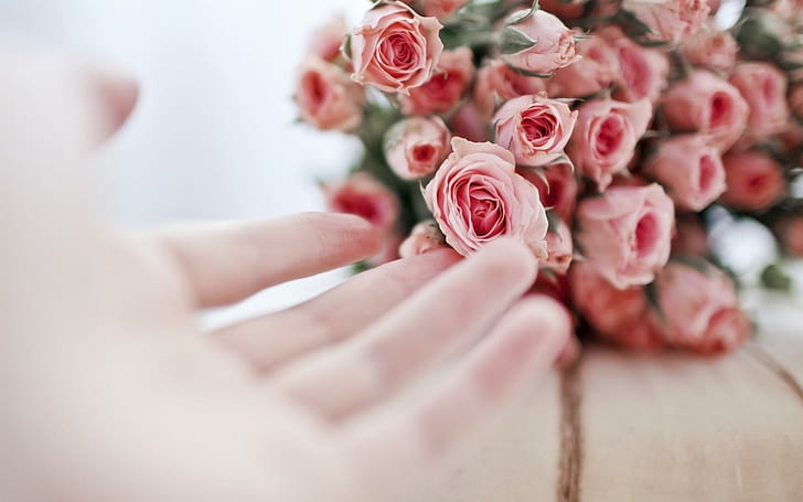 * Gently *, lovely, hand, delicate, roses, bouquet, softness, HD wallpaper