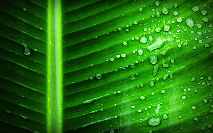 Banana leaf dewdrop Nature HD Wallpaper, green color, close-up